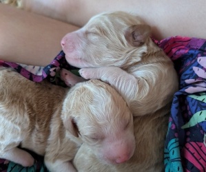 Aussiedoodle Miniature  Dog Breeder near NASHVILLE, TN, USA