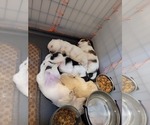 Small #69 Breeder Profile image