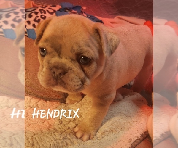 Medium Photo #17  Breeder Profile in BAKER CITY, OR, USA