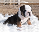 Small breeder photo