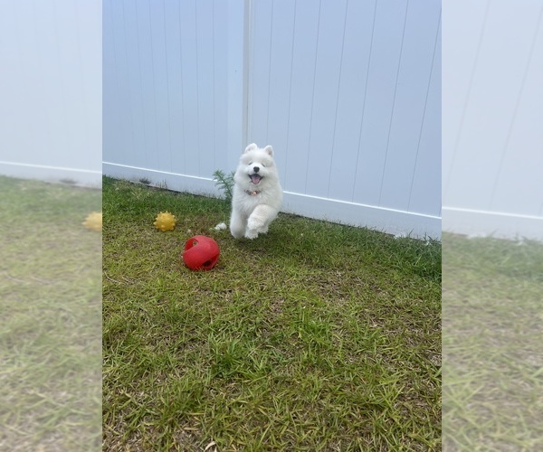 Medium Photo #9  Breeder Profile in MYRTLE BEACH, SC, USA