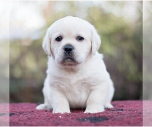 English Cream Golden Retriever Dog Breeder near FORT COLLINS, CO, USA