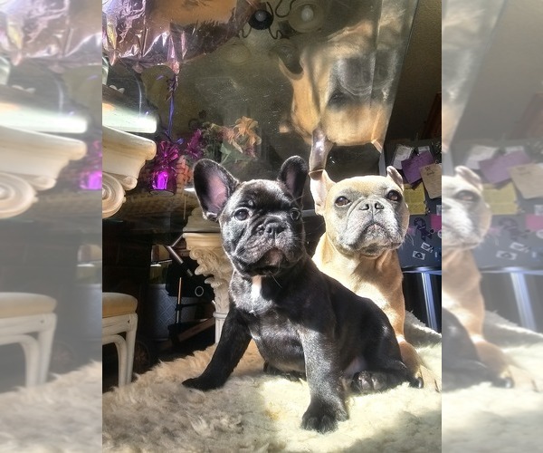 Medium Photo #1  Breeder Profile in GULF BREEZE, FL, USA