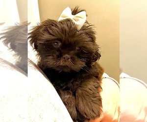 Shih Tzu Dog Breeder near DECATUR, TN, USA