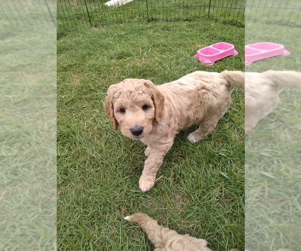 Medium Photo #3  Breeder Profile in MONTELLO, WI, USA