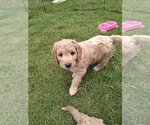 Small #2 Breeder Profile image