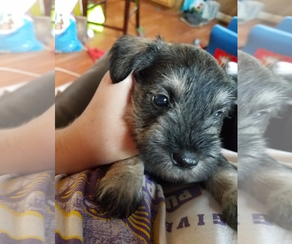 Medium Photo #1  Breeder Profile in LIVINGSTON, TN, USA