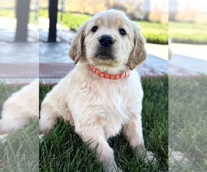 Golden Retriever Dog Breeder near GREELEY, CO, USA