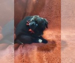 Small #16 Breeder Profile image
