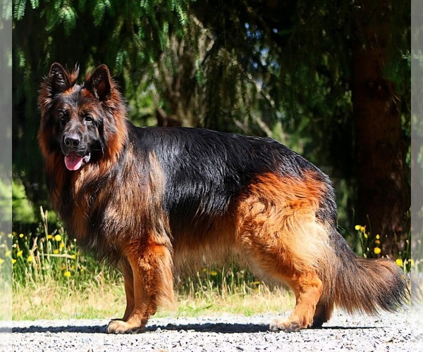 Medium Photo #3  Breeder Profile in VANCOUVER, WA, USA