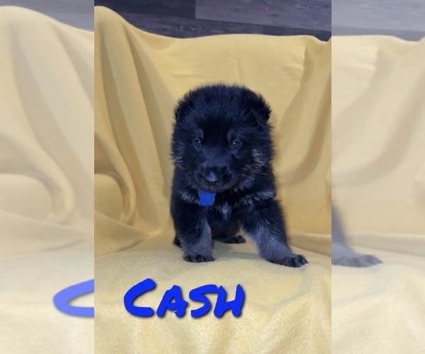 Medium Photo #1  Breeder Profile in NIXA, MO, USA