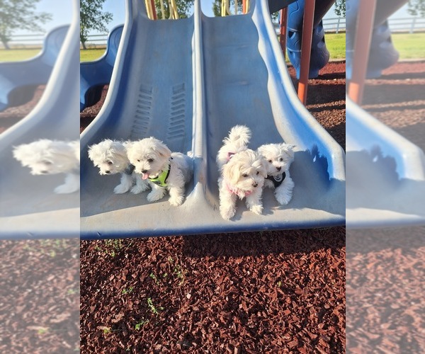 Medium Photo #1  Breeder Profile in BEAR RIVER, WY, USA