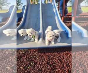 Maltese Dog Breeder near BEAR RIVER, WY, USA