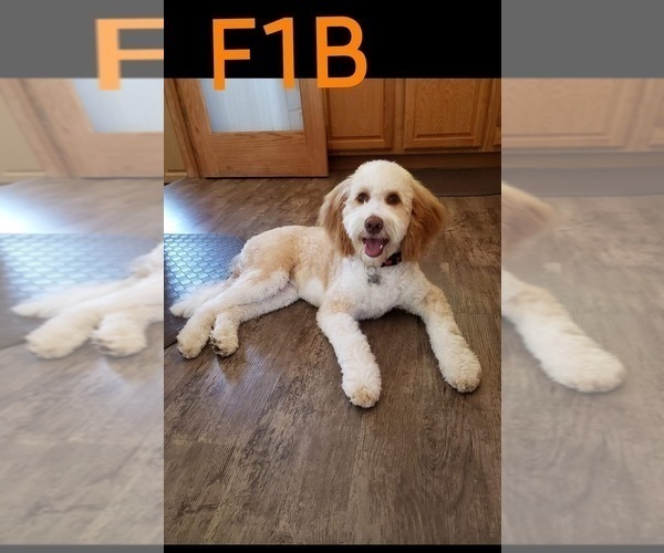 Medium Photo #41  Breeder Profile in MILLVILLE, MN, USA