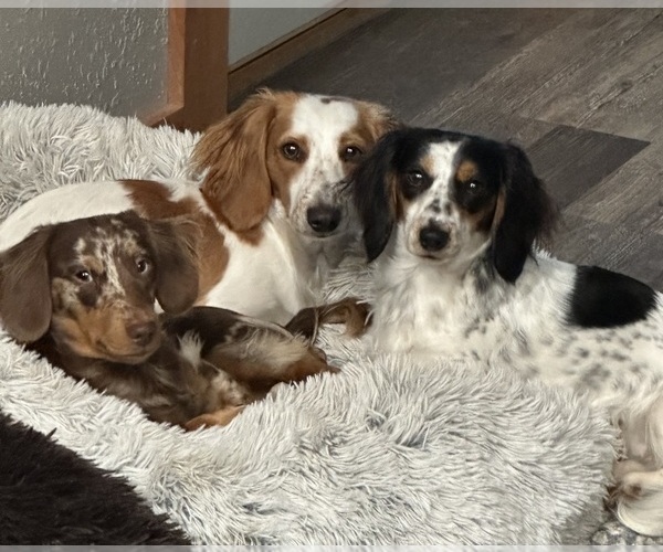 Medium Photo #1  Breeder Profile in UNIONVILLE, IA, USA