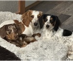 Small breeder photo
