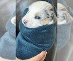 Small #13 Breeder Profile image
