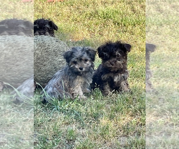Medium Photo #1  Breeder Profile in ARNOLDSVILLE, GA, USA