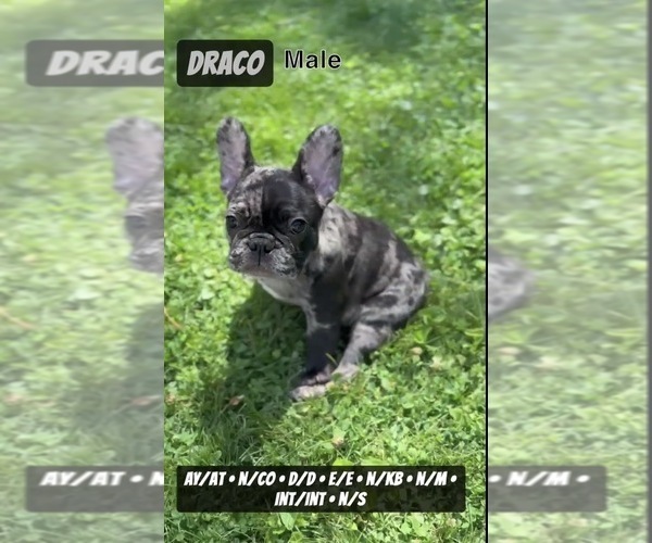 Medium Photo #12  Breeder Profile in MUNSTER, IN, USA