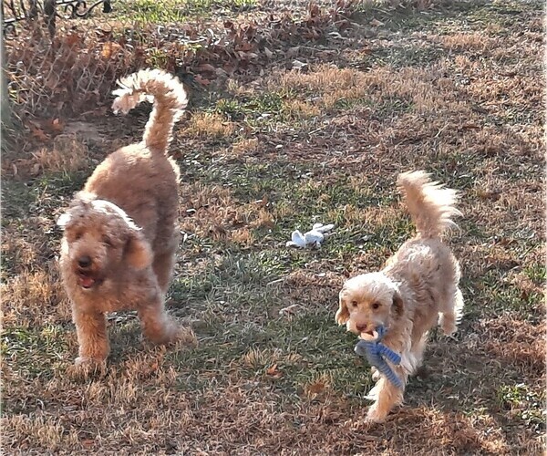 Medium Photo #1  Breeder Profile in KANSAS CITY, KS, USA