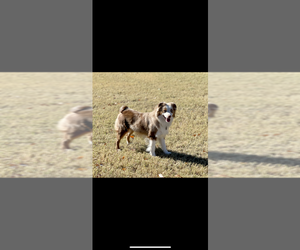 Main photo of Miniature Australian Shepherd Dog Breeder near FLORENCE, AZ, USA