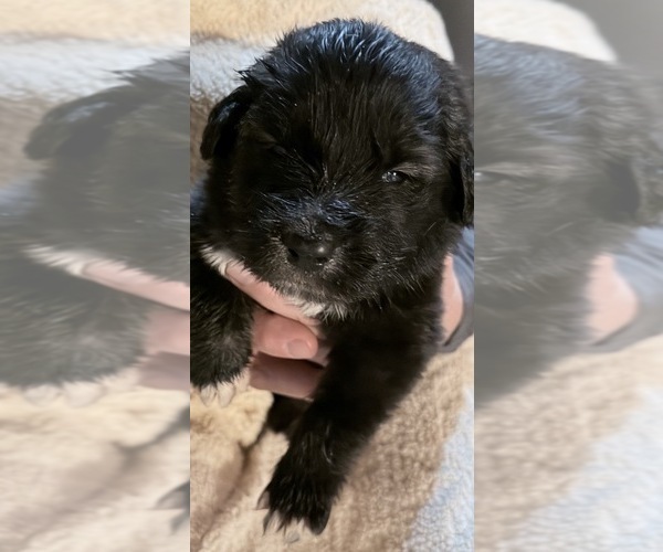 Medium Photo #14  Breeder Profile in AKELEY, MN, USA