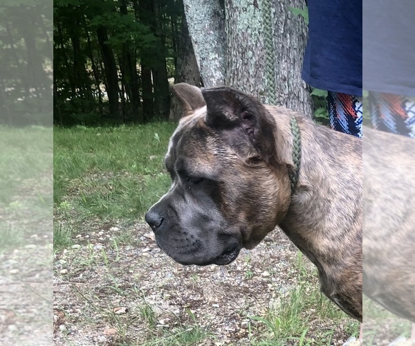Medium Photo #1  Breeder Profile in N SHAPLEIGH, ME, USA