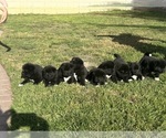Small #10 Breeder Profile image