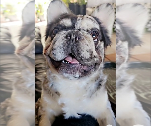 Medium Photo #14  Breeder Profile in FENTON, MO, USA