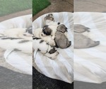 Small #8 Breeder Profile image