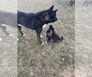 Akita Dog Breeder near DERBY, KS, USA