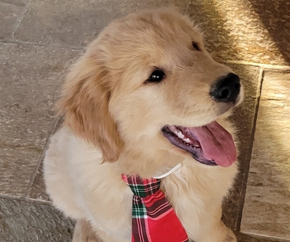 Medium Photo #3  Breeder Profile in WILLOWS, CA, USA