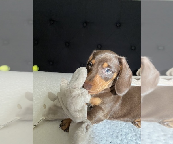 Medium Photo #1  Breeder Profile in LIVINGSTON, CA, USA