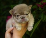 Small breeder photo