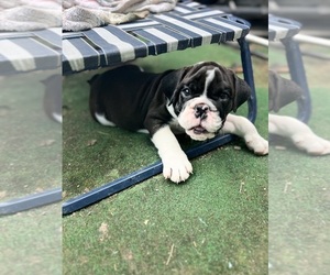 Bulldog Dog Breeder in BUTLER,  USA