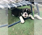 Small breeder photo