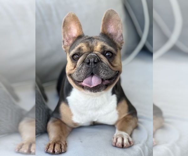 Medium Photo #4  Breeder Profile in MURRIETA, CA, USA