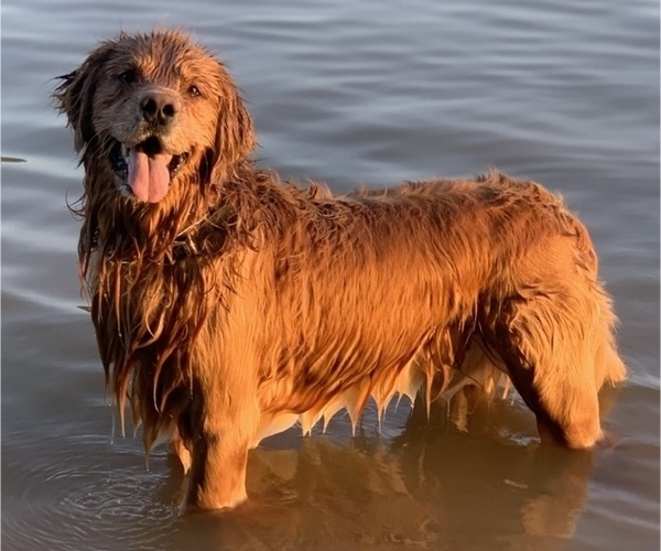Medium Photo #1  Breeder Profile in EAST HAMPTON, CT, USA