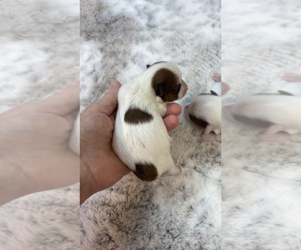 Medium Photo #6  Breeder Profile in STANTONVILLE, TN, USA