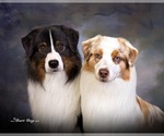 Small breeder photo