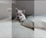 Small #9 Breeder Profile image