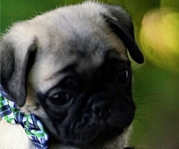 Medium Photo #1  Breeder Profile in WHITTIER, NC, USA