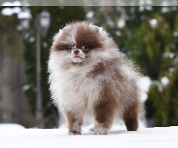 Medium Photo #5  Breeder Profile in BLANCHARD, OK, USA