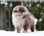 Small #4 Breeder Profile image
