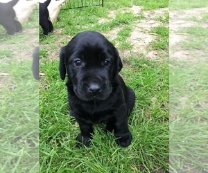 Main photo of Labrador Retriever Dog Breeder near HOUSTON, TX, USA