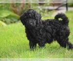 Small #1 Breeder Profile image