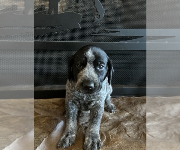 Medium Photo #7  Breeder Profile in BOONVILLE, IN, USA