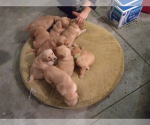 Main photo of Golden Retriever Dog Breeder near NAMPA, ID, USA