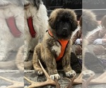 Small #105 Breeder Profile image