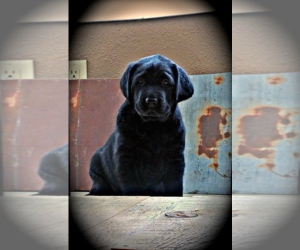 Medium Photo #1  Breeder Profile in KAMIAH, ID, USA